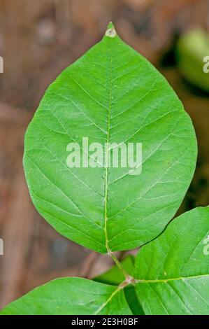 Veleno Ivy foglia, primo piano Foto Stock