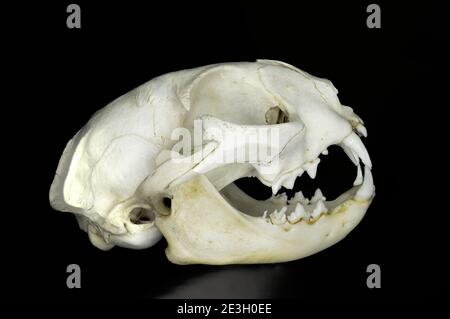 Cranio di un gatto domestico, felis silvestris catus, isolato su sfondo nero per la biologia Foto Stock