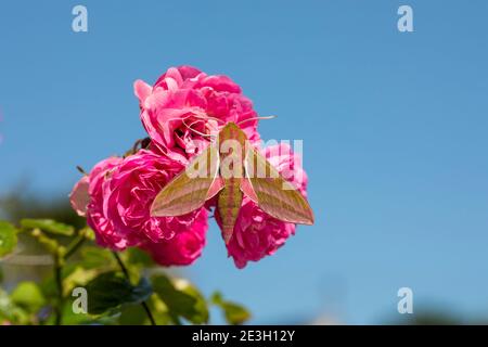 Elephant Hawk Moth; Deilephila Elpenor; on Rose; UK Foto Stock