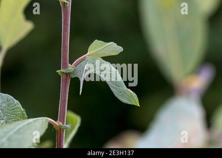 Eyed Hawk Moth Larva; Smerinthus ocellatus; UK Foto Stock