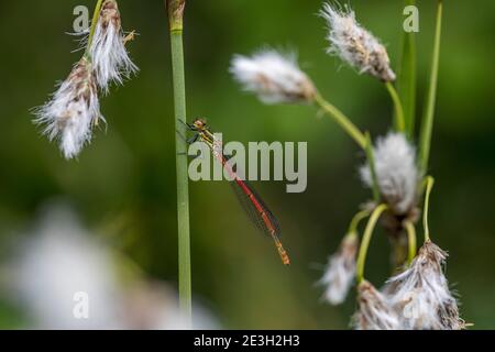 Grande mosca rossa; ninfula di Pyrhosoma; su erba di cotone; UK Foto Stock
