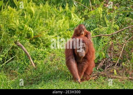 Madre orangutan con simpatico bambino sul collo nel loro ambiente naturale nella foresta pluviale sull'isola Borneo con alberi e palme dietro Foto Stock