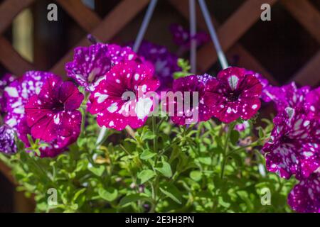 Bella petunia viola fiorente in un recipiente appeso sulla veranda estiva o gazebo. Foto Stock