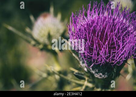 Fiore aperto di lilla cirsium con colori vivaci. L'immagine ha spazio laterale per il testo Foto Stock