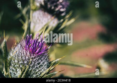 Fiore aperto di lilla cirsium con colori vivaci. L'immagine ha spazio laterale per il testo Foto Stock