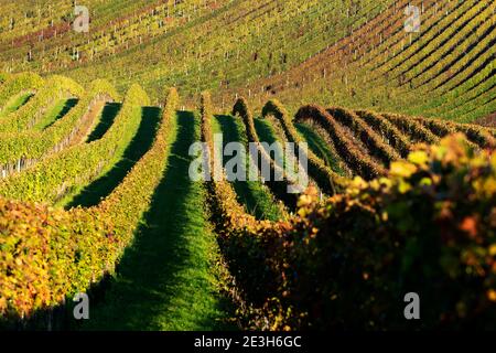 colori autunnali del vigneto. Vino sul campo al sole del mattino. Vendemmia di mazzo di uve nei pressi di Cejkovice, Repubblica Ceca, 20 ottobre 2020. (Foto CTK/Ond Foto Stock