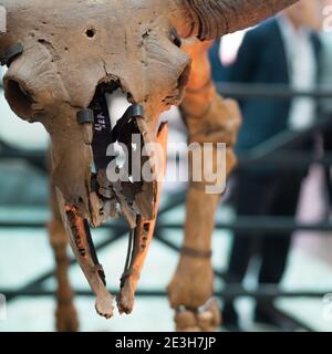 SAN PIETROBURGO, RUSSIA - 8 OTTOBRE 2019: Cranio di un animale fossile o di un dinosauro, ricostruzione, mostra di scheletri di rettili preistorici. Foto Stock