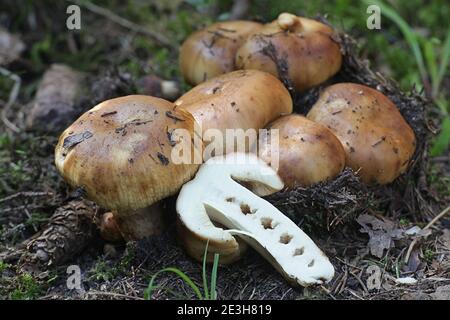 Russula foetens, noto come Russula puzzolente o Brittlegill puzzolente di funghi selvatici dalla Finlandia Foto Stock