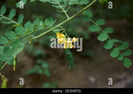 Colutea arborescens fiore e frutta primo piano Foto Stock