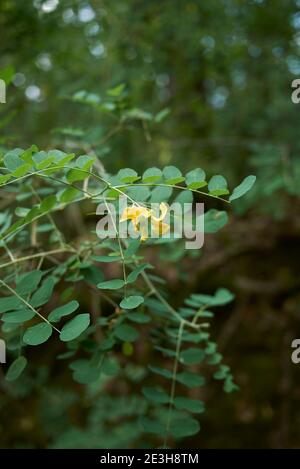 Colutea arborescens fiore e frutta primo piano Foto Stock