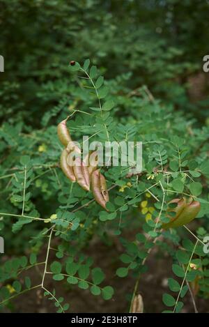 Colutea arborescens fiore e frutta primo piano Foto Stock