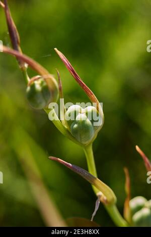 Gladiolus italicus infiorescenza viola Foto Stock