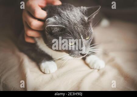 Un uomo graffia delicatamente un gatto carino domestico grigio dietro l'orecchio, e il gatto giace su un foglio beige sul letto e gode. Affetto e attenzione allo Yo Foto Stock