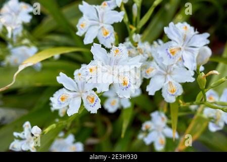 Iris japonica fiori colorati primo piano Foto Stock