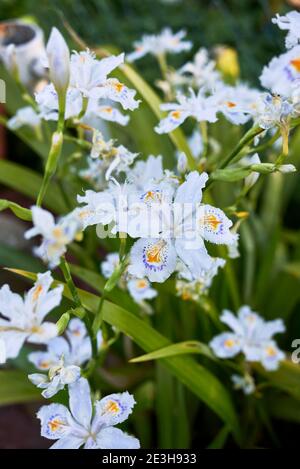 Iris japonica fiori colorati primo piano Foto Stock