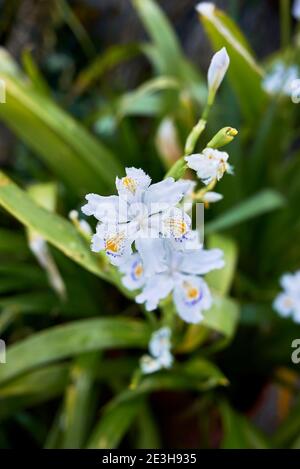 Iris japonica fiori colorati primo piano Foto Stock