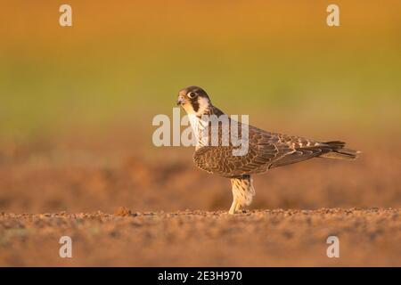 Falco Peregrine. (Falco peregrinus). I giovani rimangono dipendenti dai loro genitori per diversi mesi dopo aver lasciato il nido. Questo uccello si trova su tutti Foto Stock