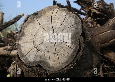 Chiudi una sezione attraverso un tronco d'albero questa mostra gli anelli di crescita marcati. Gli anelli visibili appaiono come conseguenza della variazione del tasso di crescita attraverso la stagione Foto Stock