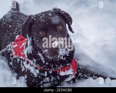 labrador al cioccolato 9 e un cucciolo di mezzo mese sdraiato sulla neve in una giornata invernale. Foto Stock