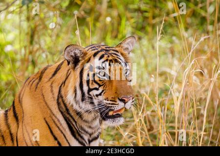 Tigre Bengala (Panthera tigris), Ranthambore National Park, Rajasthan, India settentrionale Foto Stock