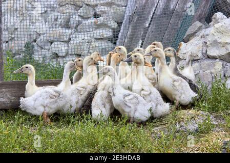 Un piccolo gruppo di anatre domestiche bianche e grigie con colli allungati su erba verde, allevati in una piccola fattoria. Foto Stock