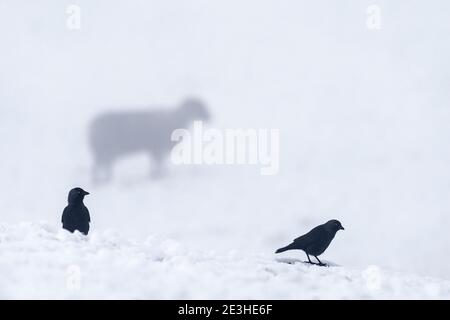 Jackdaws (Coloeus monidula) nella neve, Northumberland National Park, Regno Unito Foto Stock