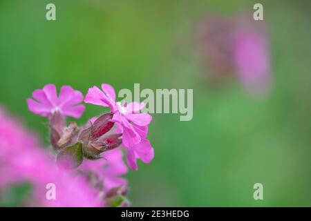 Red campion (Silene dioica), parco nazionale del Northumberland, Regno Unito Foto Stock