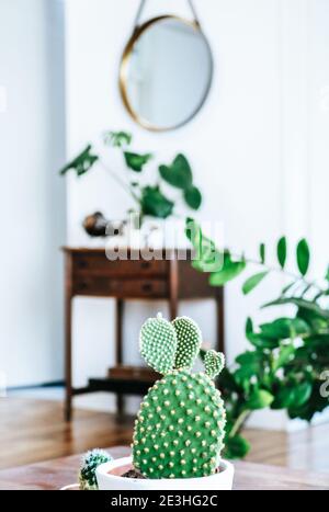 Gruppo di varie piante di Monstera e cactus su un legno tavolo con specchio rotondo appeso su una tracolla in pelle di fronte a una parete bianca Foto Stock