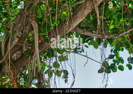 Albero tropicale di banyan, ficus benghalensis, in pianta vicina Foto Stock