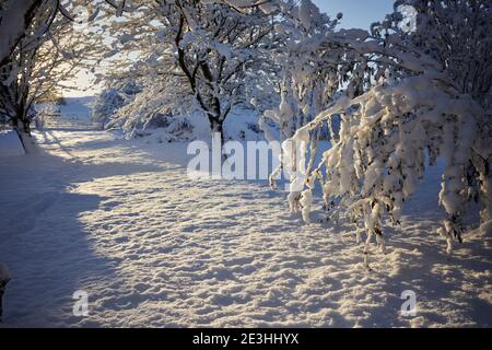 Il sole del pomeriggio fluisce attraverso il cancello della fattoria e si accende woodland sulla brughiera in Yorkshire Foto Stock