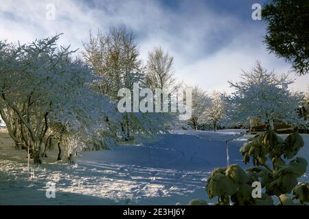 Con il sole luminoso del mattino, immagini di nevicate pesanti nel giardino della piccola brughiera nello Yorkshire Foto Stock