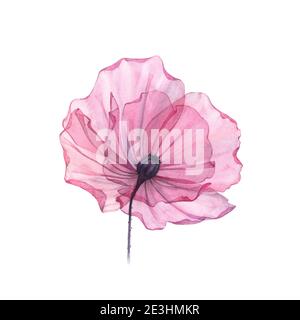 Acquerello Poppy. Fiore grande trasparente isolato su bianco. Opere d'arte dipinte a mano con petali dettagliati. Illustrazione botanica per le schede, il matrimonio Foto Stock