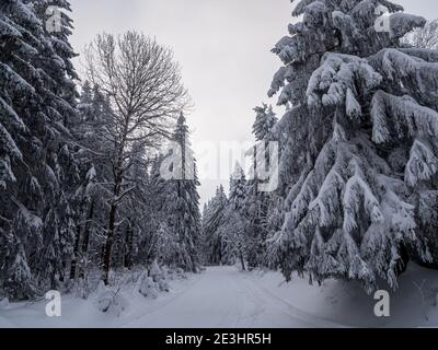 Neve-coperta foresta invernale in Vogtland Foto Stock