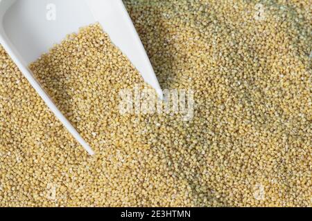 Vista del miglio di foxtail (conosciuto anche come miglio italiano) che è un alimento sano per il cuore Foto Stock