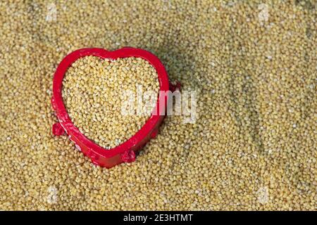 Vista del miglio di foxtail (noto anche come miglio italiano) che è un alimento sano per il cuore. Cibo sano per il cuore Foto Stock