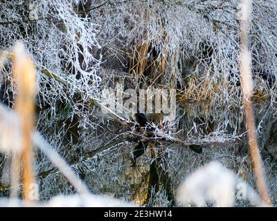 Messa a fuoco selezionata. Phalacrocorax è un genere di uccelli suliformi appartenenti alla famiglia delle Phalacrocoracidae. Cormorano alato, arroccato su un ramo a galla Foto Stock