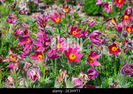 Pulsatilla vulgaris 'Rubra ' una pianta fiorente rossa perenne primaverile comunemente conosciuta come fiore pasque, foto d'inventario Foto Stock