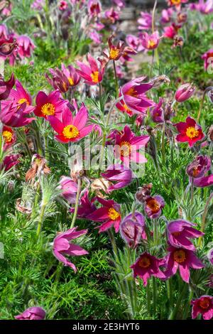 Pulsatilla vulgaris 'Rubra ' una pianta fiorente rossa perenne primaverile comunemente conosciuta come fiore pasque, foto d'inventario Foto Stock