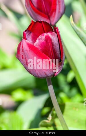 Tulip (tulipa) una pianta fiorente di primavera con un fiore rosso primaverile in un parco pubblico durante marzo e aprile, foto d'inventario Foto Stock