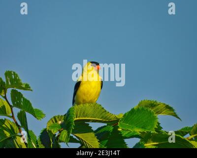 American Goldfinch Bird guardando lateralmente con le sue brillanti pelli gialle Siede sulla parte superiore del ramo dell'albero riempito di foglie verdi E la splendida luce chiara Foto Stock