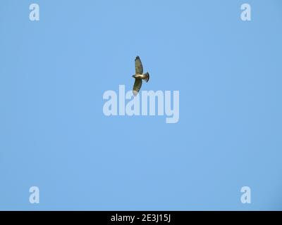 Hawk Flying: Un falco dalla coda rossa che svetta attraverso un cielo estivo blu e limpido con ali allungate Foto Stock