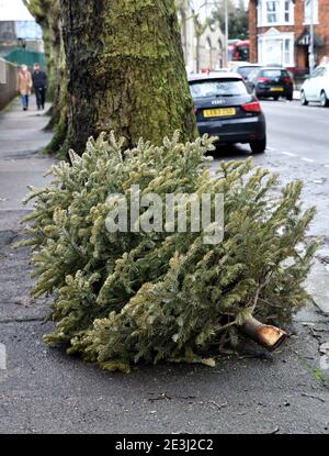 Hornsea, Londra, Regno Unito. 19 gennaio 2021. Un albero di Natale lasciato su un marciapiede a Hornsea, Londra. Credit: Matthew Chpicle/Alamy Live News Foto Stock