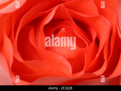 Ritratto di petali di rosa closeup foto di alta qualità Foto Stock