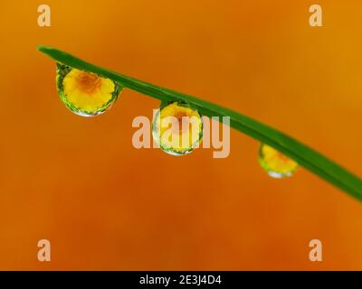 Riflesso del fiore all'interno gocce di rugiada Foto Stock