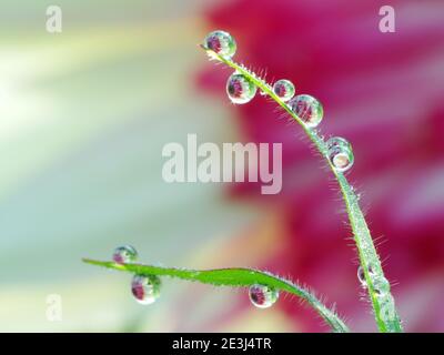 Riflesso del fiore all'interno gocce di rugiada Foto Stock