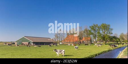 Panorama di mucche di fronte ad una tipica fattoria olandese a Noordoostpolder, Paesi Bassi Foto Stock