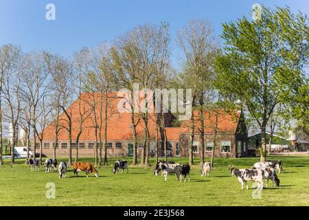 Mucche di fronte ad una tipica fattoria olandese a Noordoostpolder, Paesi Bassi Foto Stock