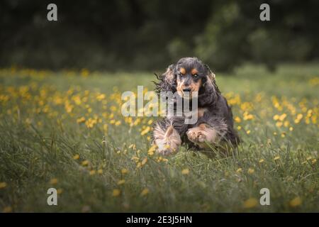 Spaniel inglese coccer nero tricolore che corre su erba verde in estate. Ritratto di cane in natura Foto Stock