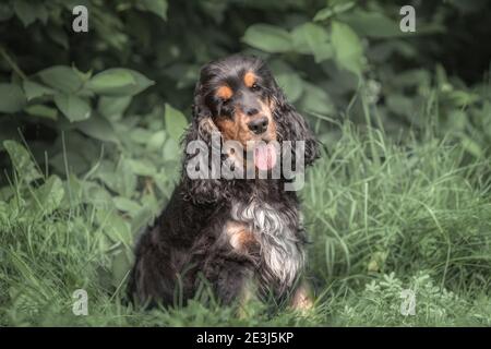 Spaniel inglese coccer nero a tre colori seduto su erba verde in estate. Ritratto di cane in natura. Foto Stock