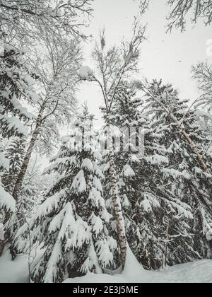 Alberi carichi di neve in una foresta invernale. Gli alberi sono coperti di neve fresca in un paese delle meraviglie invernali nelle alpi francesi. Foto Stock